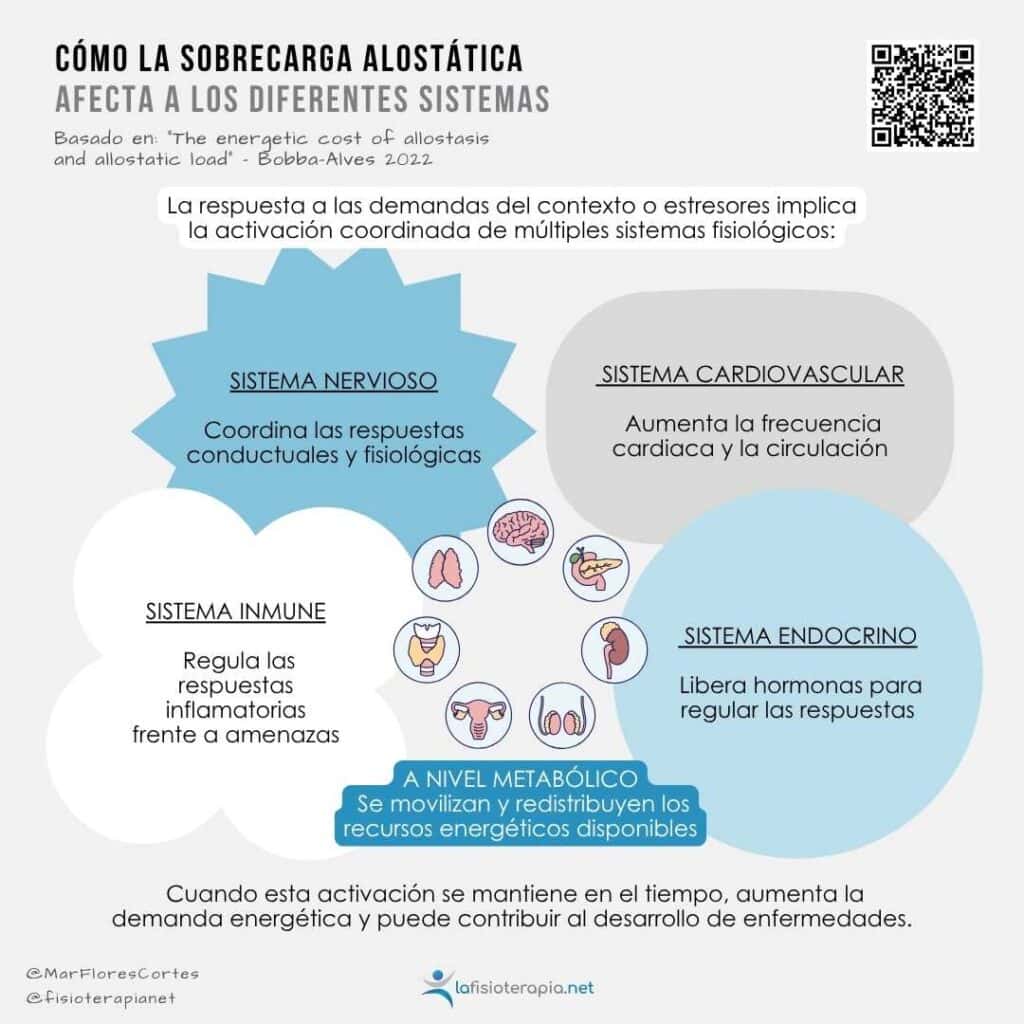 Infografía sobre cómo la sobrecarga alostática afecta los sistemas corporales.